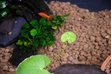 浮かぶ可愛いトチカガミの水草