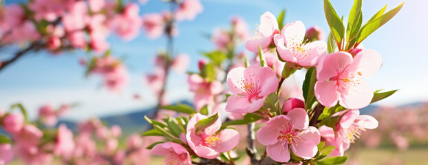 Orchard of blooming peach trees in spring. Blossoming peach tree branches with pink flowers in garden with green grass. Generative AI - Powered by Adobe