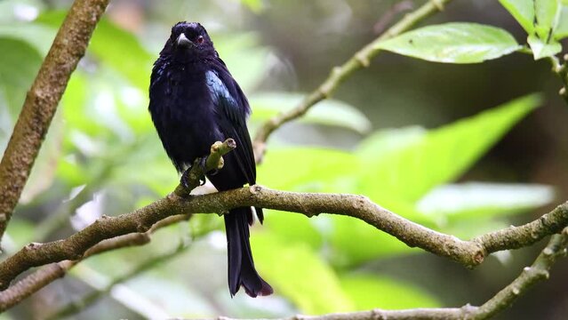 Nature wildlife footage of Hair crested drongo bird perched on a branch