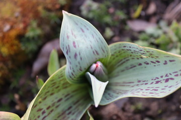 flower garden farm spring tulip in surrey UK