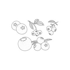 Set of lychee fruit hand drawn vector illustration isolated on white background. Doodle hand drawn fruit icons. Coloring book page
