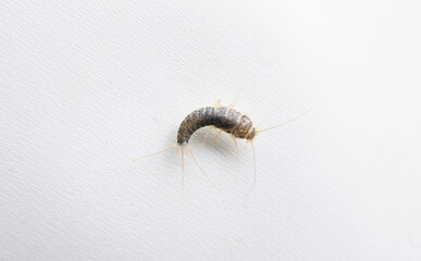 A pest in many homes is the Long-tailed silverfish which is an insect active at night