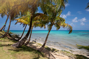Coconut beach background