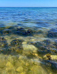 Clear view of seaweed and rocks underwater. Looking down through ocean water at the shoreline.