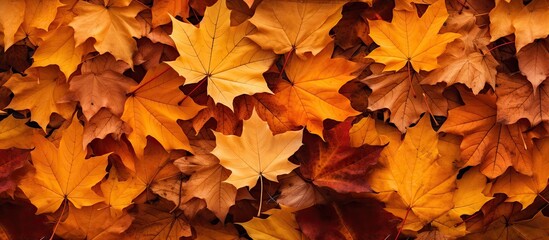 Naklejka na ściany i meble Autumn nature with orange maple leaves on the ground in October and November