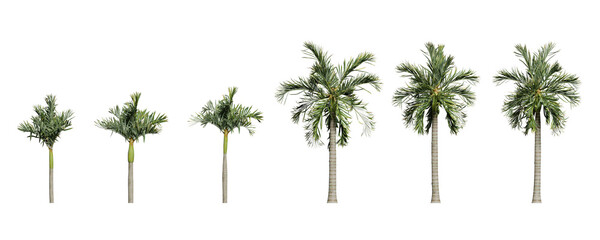Areca catechu palm tree on transparent background tropical plant 3d render illustration