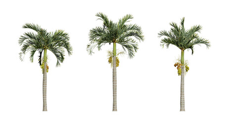 Fototapeta premium Areca catechu palm tree on transparent background tropical plant 3d illustration