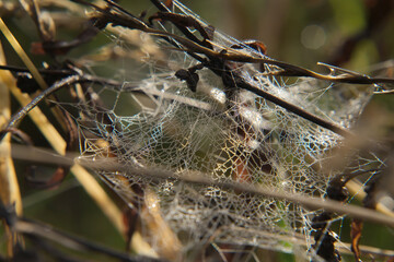 Beautiful spider web with water drops close-up