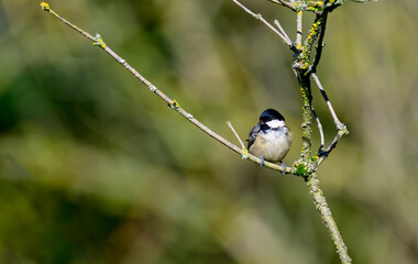 Coal Tit, Periparus ater, on a lichen covered branch.