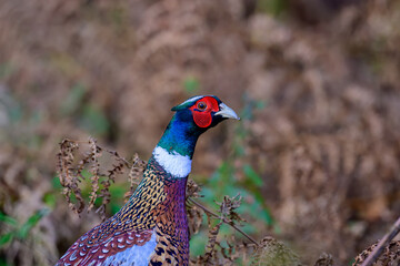 Male Pheasant, Phasianus colchicus, in a woodland setting