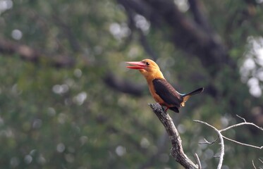 Brown-winged kingfisher is a species of bird in the subfamily Halcyoninae. It is found along the north and eastern coasts of the Bay of Bengal, occurring in the countries of Bangladesh and India.