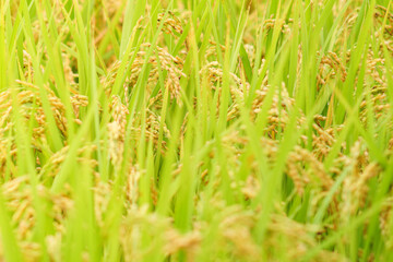Golden yellow rice ear of rice growing in autumn paddy field