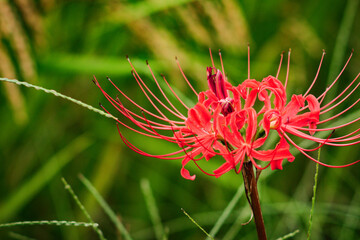Autumn Blooming Higanbana, Licorice, Spider Lily
