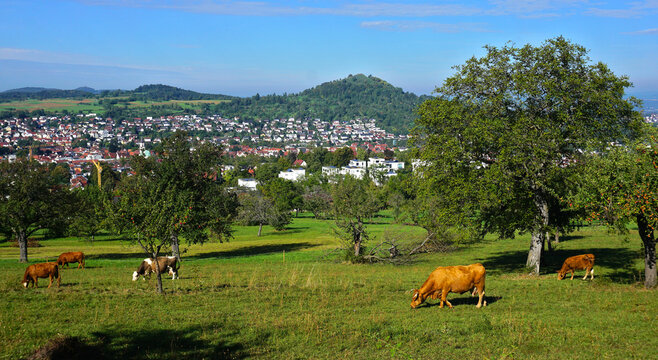 Viehweide bei Pfullingen unterm Georgenberg; Baden W&uuml;rttemberg; Deutschland