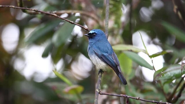 Nature wildlife footage of beautiful bird rufous vented paradise flycatcher found in Borneo. 4K resolution