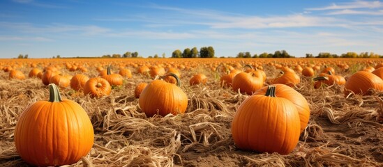 Autumn field filled with harvest pumpkins