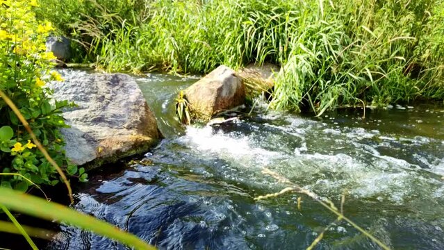 zwei sch&ouml;ne blaue Libellen an idyllischem Bach mit sch&ouml;nen gelben Blumen am Ufer, Naturschutz, Insekt, langsam, zeitlupe, Slowmotion

