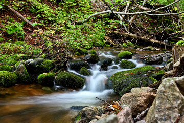 Small Stream in the Woods