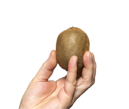 A kiwi held in a hand