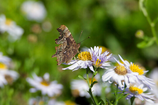 Comma butterfly (Polygonia c-album) perched on a daisy in Zurich, Switzerland