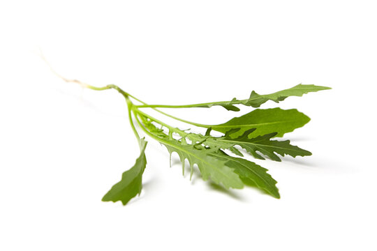 Arugula leaves isolated on white background. Fresh leafy green vegetable. Leafy greens are an excellent source of dietary fiber