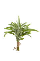 A bunch of green garden sage leaves isolated on white background. Fresh sage herb