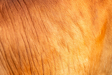Background for design,texture wool, cow skin