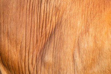 Background for design,texture wool, cow skin