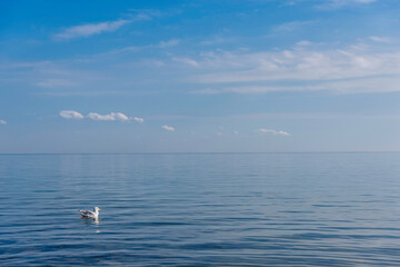 Möve schwimmt in der Nordsee an der Nordküste der Insel Sylt, Deutschland - 668188980