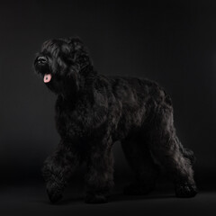 Big black dog in studio with open mouth. Russian black terrier in studio on dark background. High quality photo