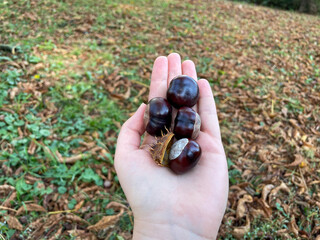 Chestnuts in a woman's hand close up on the background of an autumn park