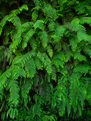 Fototapeta na wymiar シダ植物に覆われた壁