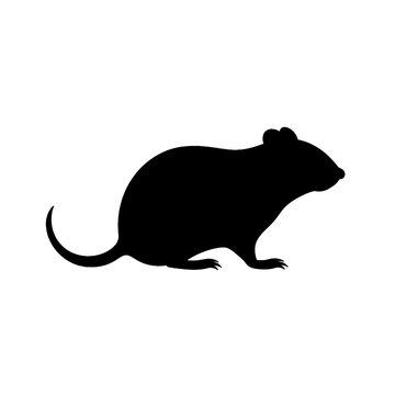 Black silhouette of a mouse, rat on white background.