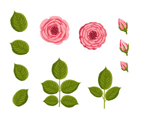 Set of rose elements with buds and leaves. Floral plants with pink petals. Botanical vector illustration isolated on white background.