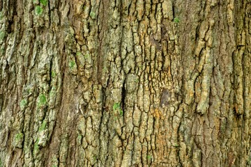 natural tree surface pattern,texture of wood