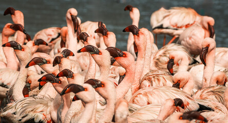 Group of wild lesser flamingo birds feeding in Walvis Bay Lagoon, Walvis Bay, Namibia