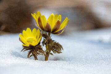 雪の中から顔をのぞかせるフクジュソウ10