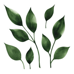 Green watercolor leaves. Hand drawn botanical set isolated on a white background