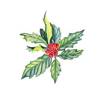 Watercolor holly branch hand drawn illustration. Realistic image of a festive green branch for Christmas design. Botanical New Year's clip art.