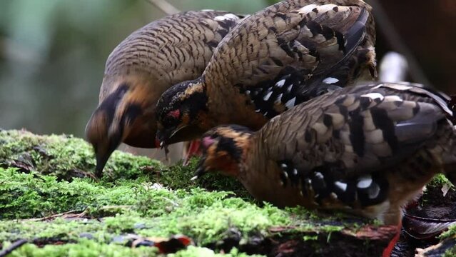 Nature wildlife footage of bird red-breasted partridge also known as the Bornean hill-partridge It is endemic to hill and montane forest in Borneo