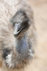 Rosto do avestruz cinza com fundo desfocado.