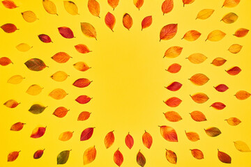 autumn leaves on a bright yellow background
