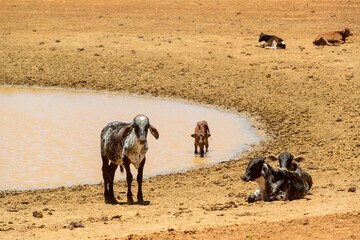 Fototapeta premium Cattle looking for water in a muddy well due to drought in the backlands of Pernambuco, Brazil on October 17, 2023. Climate change.