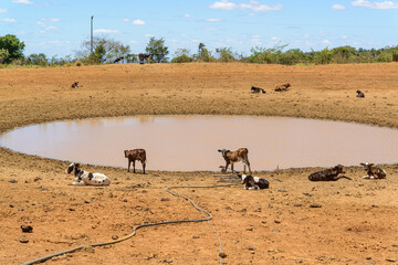 Fototapeta na wymiar Cattle looking for water in a muddy well due to drought in the backlands of Pernambuco, Brazil on October 17, 2023. Climate change.