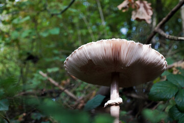 Riesenschirmling, Parasol oder Riesenschirmpilz, 30 cm Durchmesser 