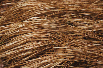 Abstract Background Textures. Dry Grass Background With A Lot Of Copy Space For Text. Abstract Nature Wallpaper.