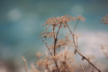 dried wild plant flowers against a cloudy sky background. Close-up of cow parsley with blue sky on background and selective focus on foreground. The beautiful hogweeds against a blue sky
