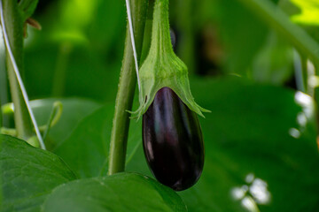Dutch organic greenhouse farm with rows of eggplants plants with ripe violet vegetables and purple...