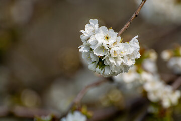 Spring white blossom of sweet cherry tree, orchard with fruit trees in Betuwe, Netherlands in april