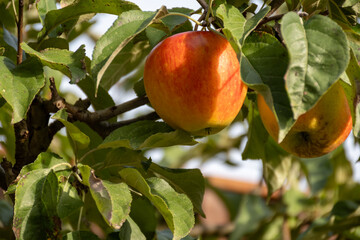 Big ripe red braeburn apples hanging on tree in fruit orchard ready to harvest